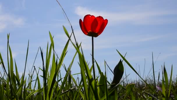 Tulipán Proti Obloze Tulipán Trávě — Stock video