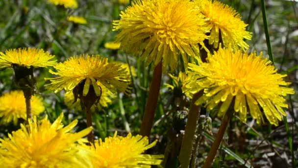 Dandelions Macro Shooting Shooting Spring — Stock Video