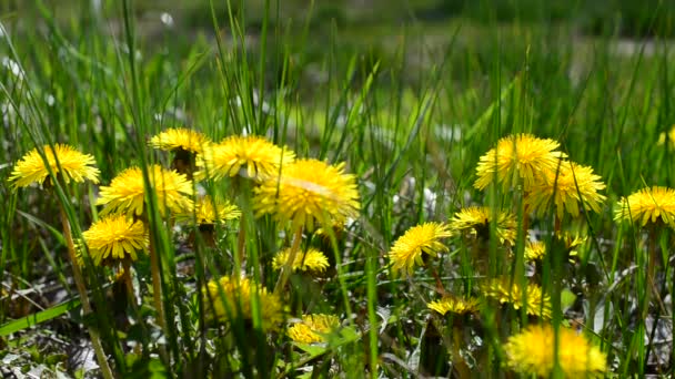 Rural Areas Glade Dandelions — Stock Video