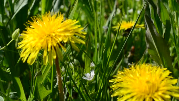 Diente León Salvaje Diente León Amarillo — Vídeo de stock