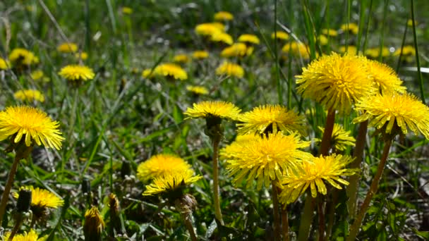 Glade Dandelions Rural Areas — Stock Video