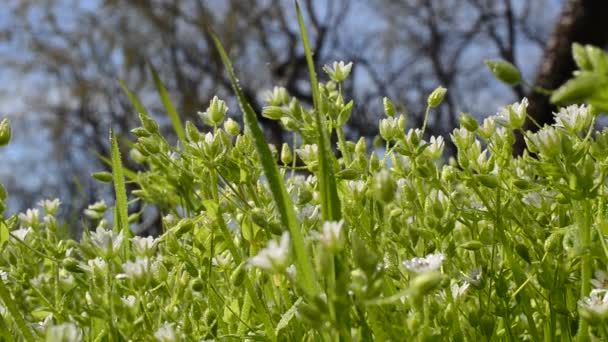 Blommor Mot Himlen Bakgrund Från Vilda Blommor — Stockvideo