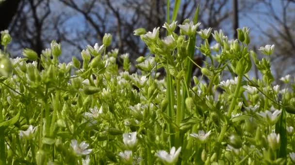 Witte Bloemen Wilde Bloemen — Stockvideo