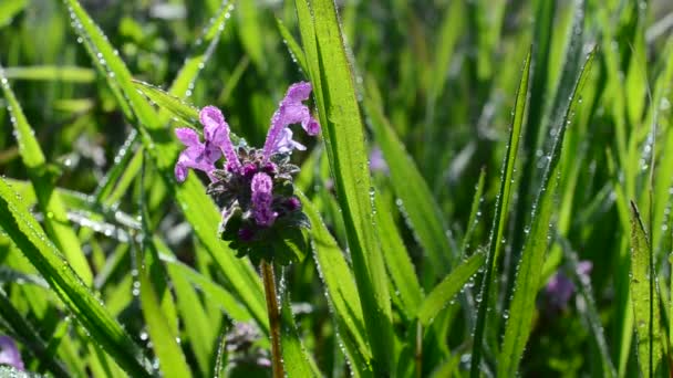 Wild Flowers Juicy Rural Grass — Stock Video