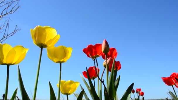 Pétalos Flores Primavera Tulipanes — Vídeo de stock