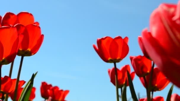 花朵上的花瓣春天和郁金香 — 图库视频影像