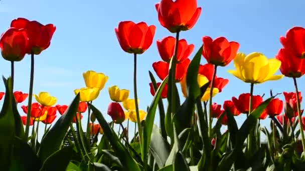 Tulipány Dubnu Krásné Květiny — Stock video