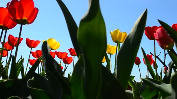 Tulipanes Abril Hermosas Flores — Vídeo de stock