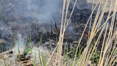 Sahada yangın var. Duman ve rüzgar