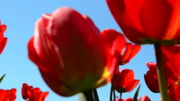 Tulipanes Contra Cielo Flores Primavera — Vídeo de stock