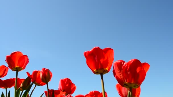 Tulipani Contro Cielo Fiori Primaverili — Video Stock