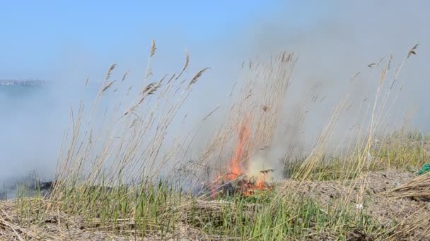 Yangından Dolayı Çok Duman Çıkıyor Yangın Sırasında Rüzgâr Ateşi Dağıtır — Stok video