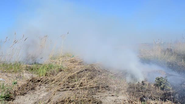 Champs et feu, accident. Catastrophe environnementale 