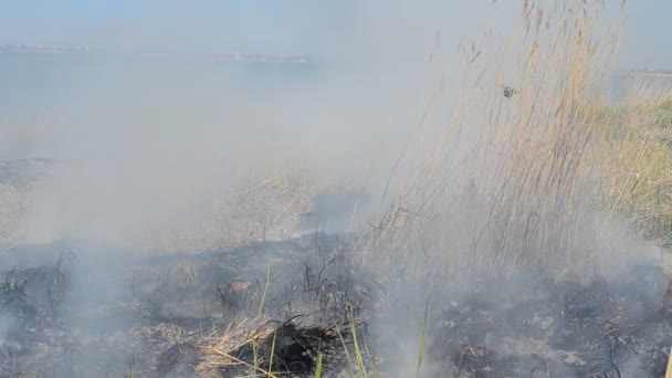 Fogo Primavera Fumaça Sufocante Fogo — Vídeo de Stock