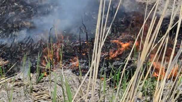 Humo Sofocante Fuego Fuego Primavera — Vídeos de Stock