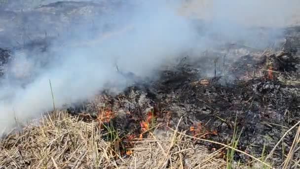 Fuego Primavera Humo Sofocante Fuego — Vídeo de stock