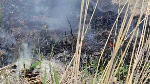 Feu sur le terrain. Fumée et vent 