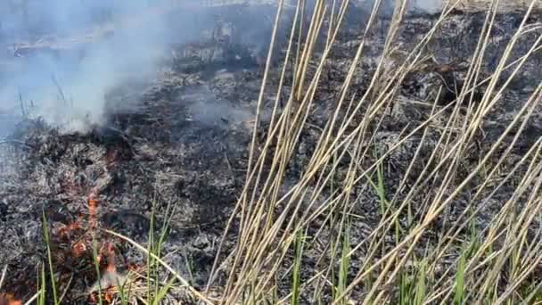 Fuego Caña Seca Esmog Negro Fuego — Vídeos de Stock