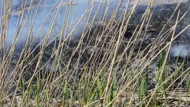 Zwarte Smog Vuur Vuur Droog Riet — Stockvideo