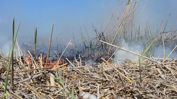 Antecedentes Fumo Monte Fogo Fogo Fumaça Fogo — Vídeo de Stock