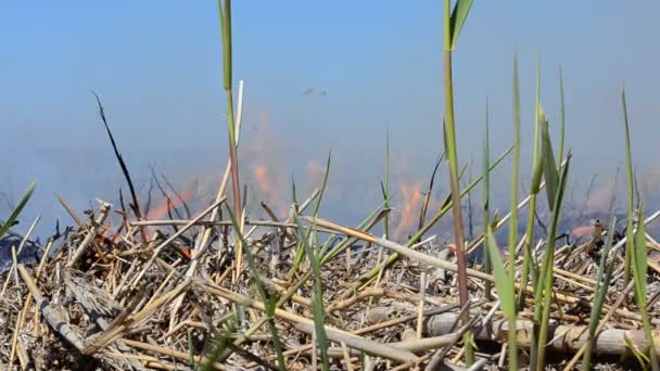 Hintergrund Ist Eine Rauchentwicklung Ein Brandhaufen Feuer Und Rauch Feuer — Stockvideo