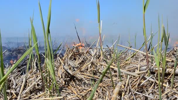 Viento Dispersa Fuego Durante Fuego Mucho Humo Del Fuego — Vídeos de Stock