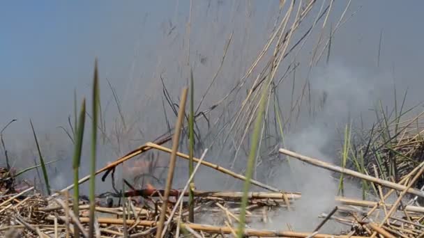 연기가 편이다 바람은 불이붙는 동안에 분산시킨다 — 비디오