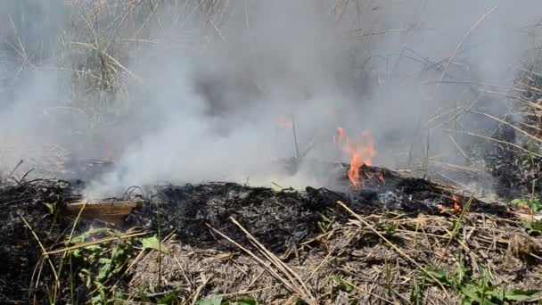 Desastre Ambiental Humo Negro Durante Fuego — Vídeos de Stock