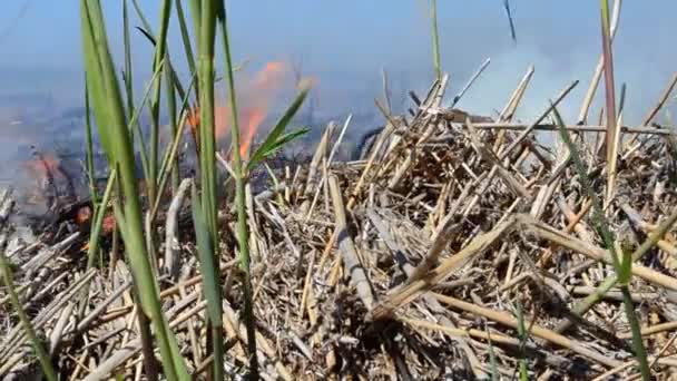 Fumée Vent Feu Printemps — Video