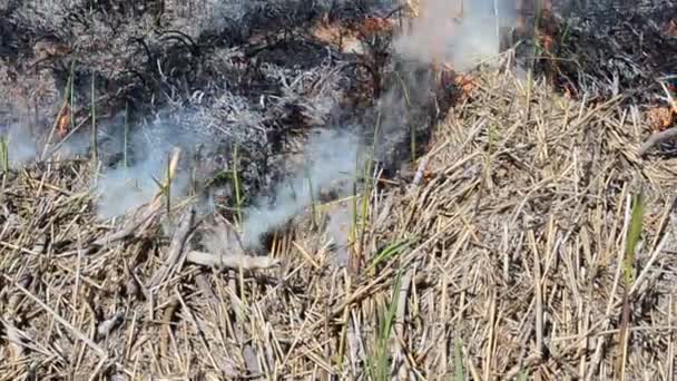 Primavera Calda Fuoco Nel Campo — Video Stock