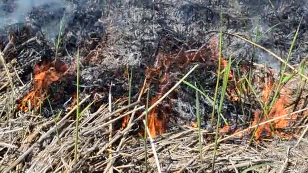 Fuoco Sul Campo Primavera Calda — Video Stock