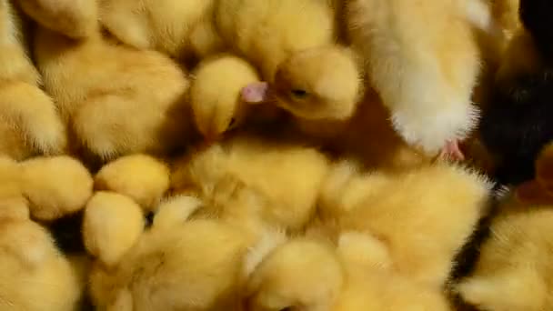 Küçük Ördek Yavruları Yeni Doğmuş Ördek Yavruları — Stok video