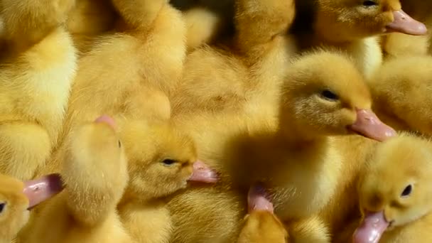 Çiftlikte Çekim Yapmak Sarı Ördek Yavruları — Stok video