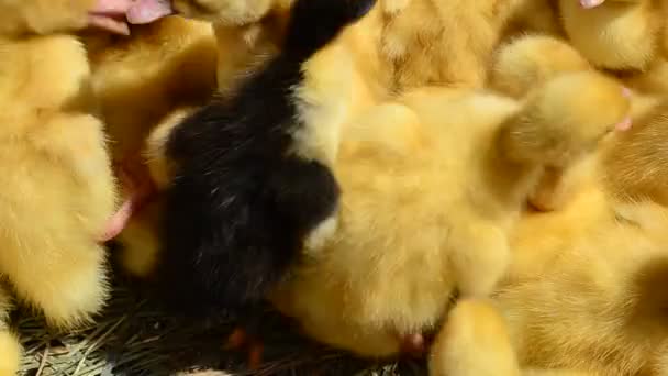 Newborn Ducklings Little Ducklings — Stock Video