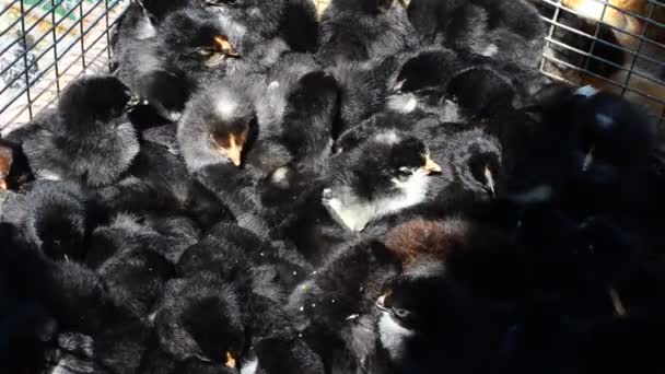 Pollos Recién Nacidos Movimiento Pollos — Vídeo de stock