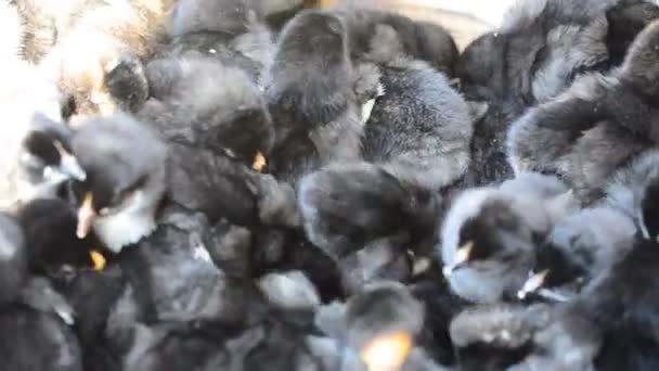 Kleine Hühner Ist Eine Menge Hühner — Stockvideo