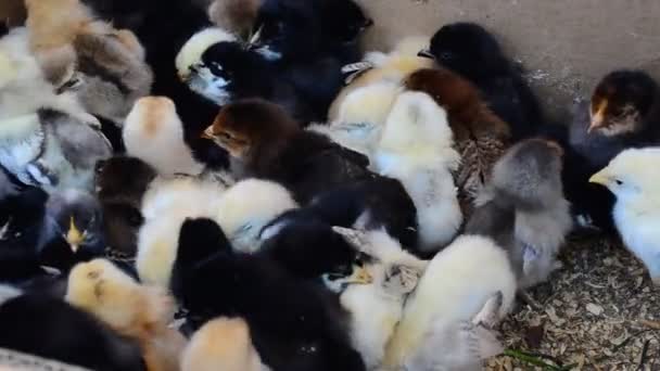 Beaucoup Poulets Petits Poulets — Video