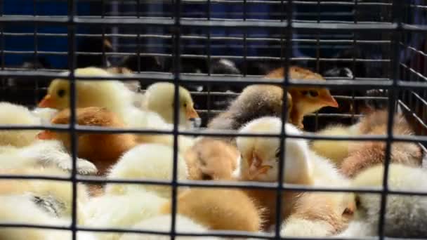 Newborn Chickens Shooting Farm — Stock Video