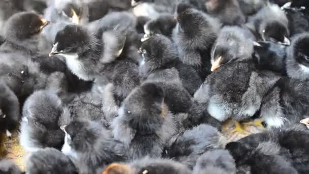 Beaucoup Poulets Petits Poulets — Video