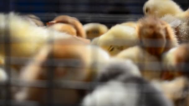 Tirer Sur Une Ferme Poulets Nouveau Nés — Video