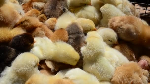 Poulets Nouveau Nés Tournage Dans Une Ferme — Video