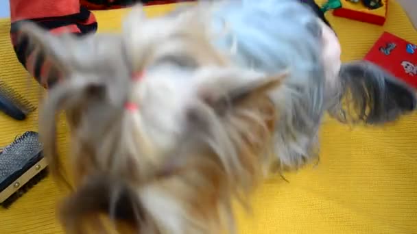 Combing Yorkshire Terrier Cabello Largo Yorkshire Terrier Peinado — Vídeo de stock