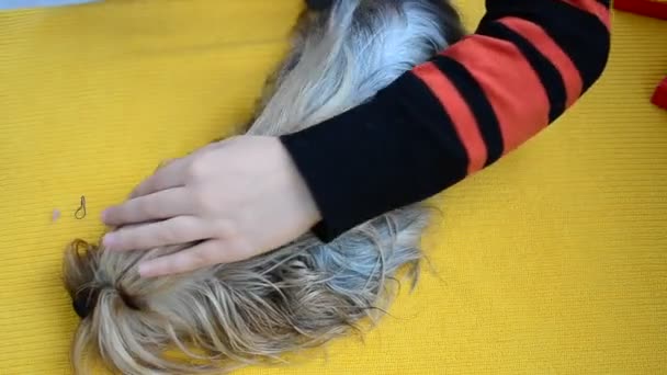 Lange Haare Bei Einem Yorkshire Terrier Ein Kämmen Kämmen Eines — Stockvideo