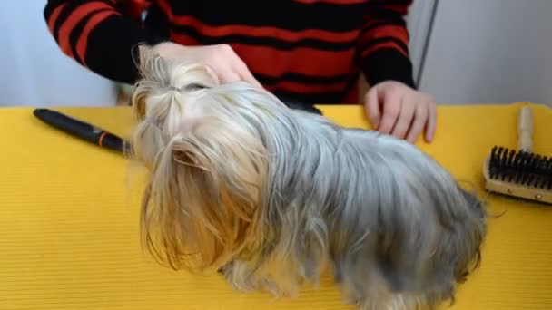 Schöne Wolle Bei Einem Hund Einem Yorkshire Terrier Hund Yorkshire — Stockvideo