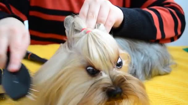 Расчесывание Йоркширского Терьера Волосы Йоркширского Терьера — стоковое видео