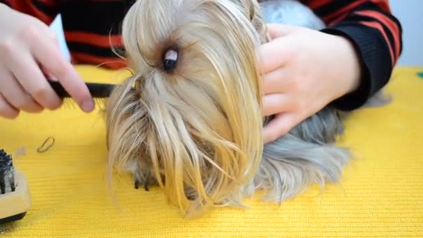 Hairdress Terrier Dello Yorkshire Pettinatura Terrier Yorkshire — Video Stock