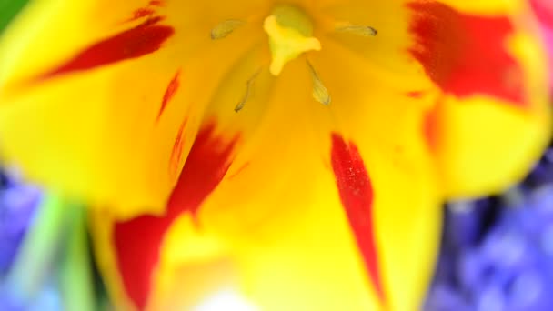 Blüht Frühling Schöne Tulpen Frühling — Stockvideo