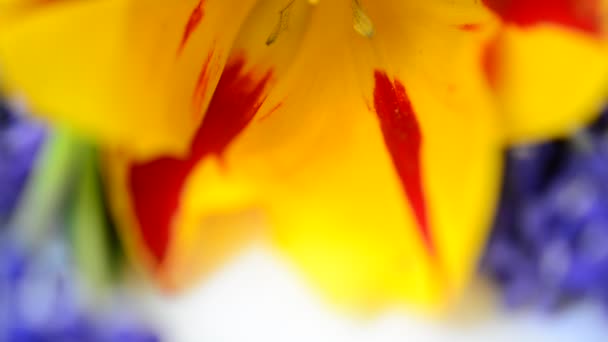 Tiro Buquê Flores Flores Brilhantes Primavera — Vídeo de Stock