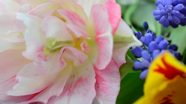 De belles fleurs. Tournage d'un bouquet de tulipes 