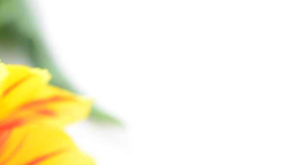 Λουλούδια Μπουκέτο Τουλίπες Σκοποβολή Λουλουδιών Λευκό Φόντο — Αρχείο Βίντεο